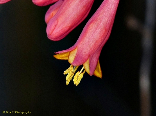 {Lonicera sempervirens}